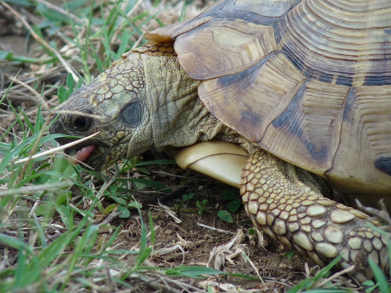 Testudo hermanni