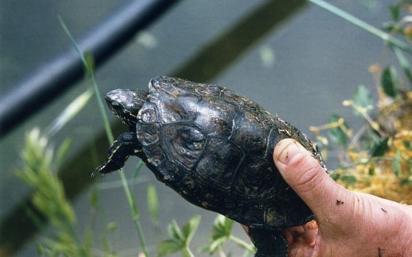 Mauremys rivulata