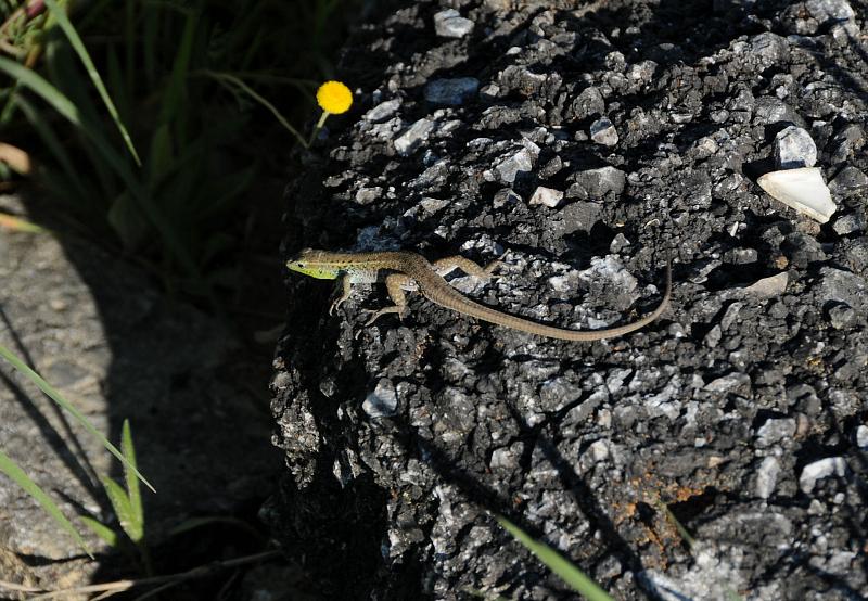 Ophisops elegans