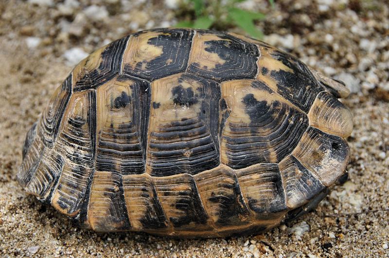 Testudo graeca