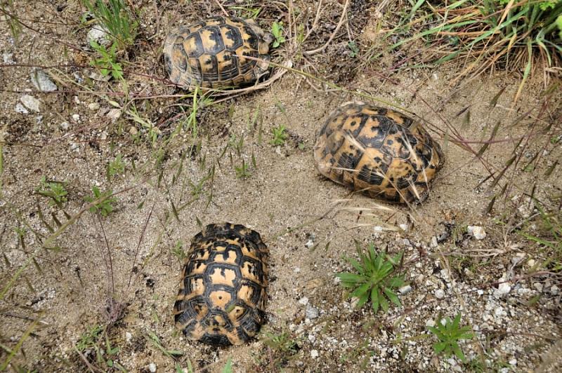 Testudo graeca