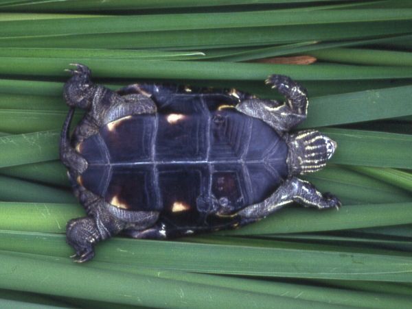 Mauremys rivulata