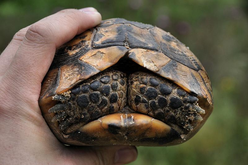 Testudo graeca