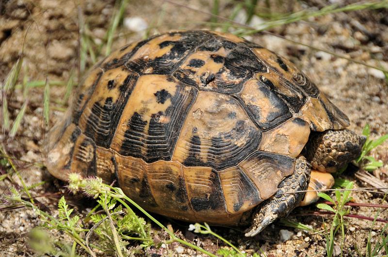 Testudo graeca