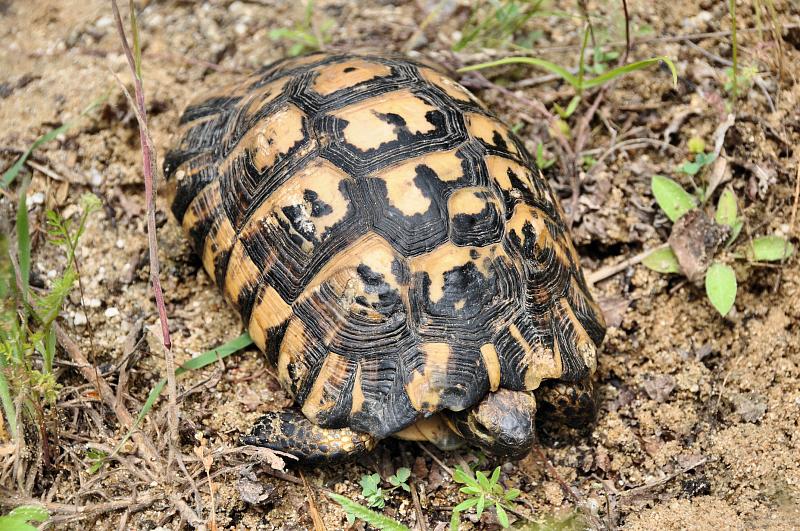 Testudo graeca