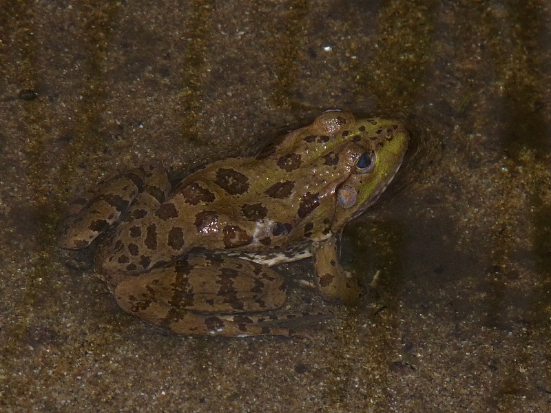 Pelophylax ridibundus