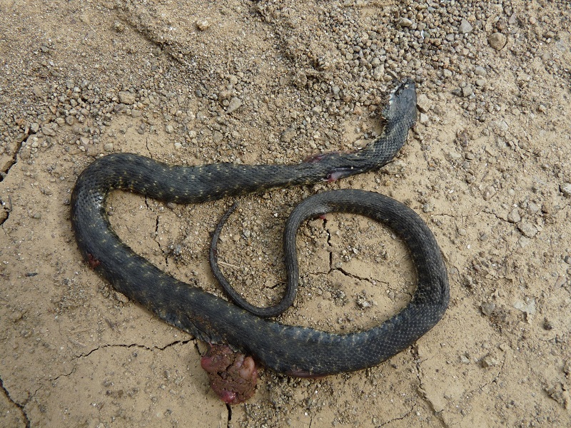 Natrix tessellata