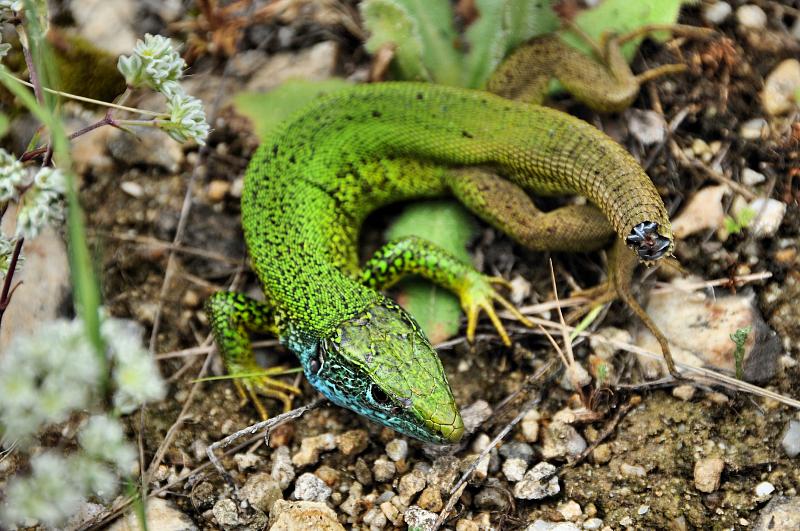 Lacerta viridis