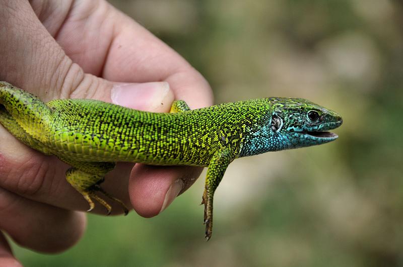 Lacerta viridis