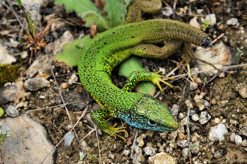 Lacerta viridis