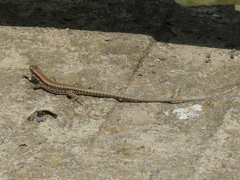 Podarcis muralis