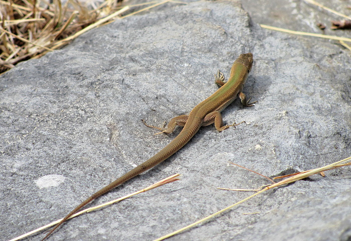 Podarcis melisellensis