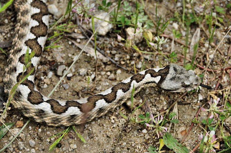 Vipera ammodytes