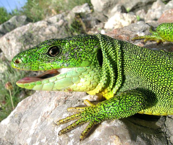 Lacerta trilineata