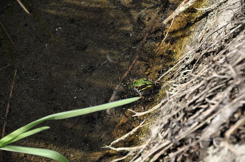 Pelophylax ridibundus