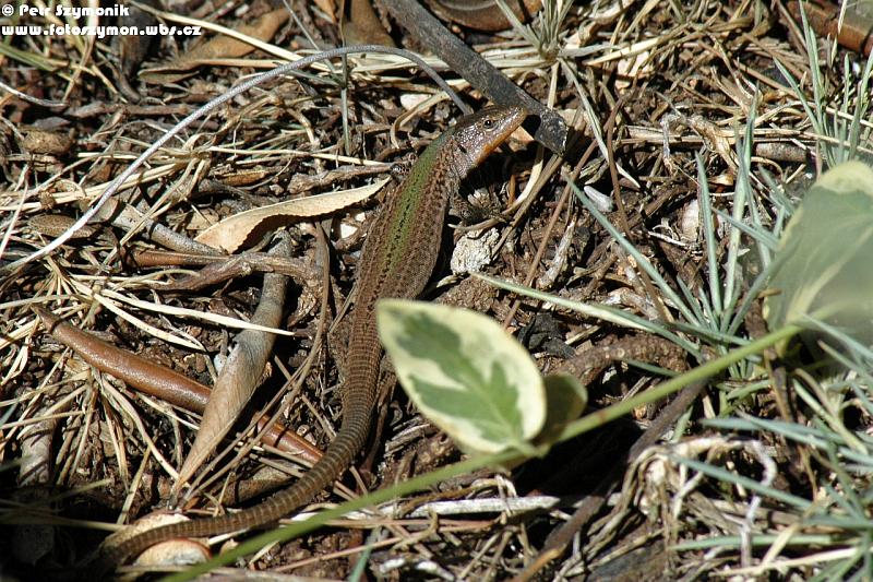 Podarcis melisellensis