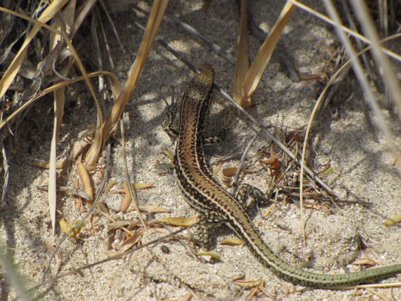 Podarcis cretensis