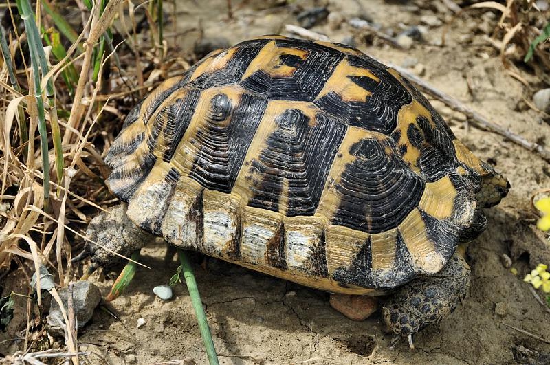 Testudo graeca