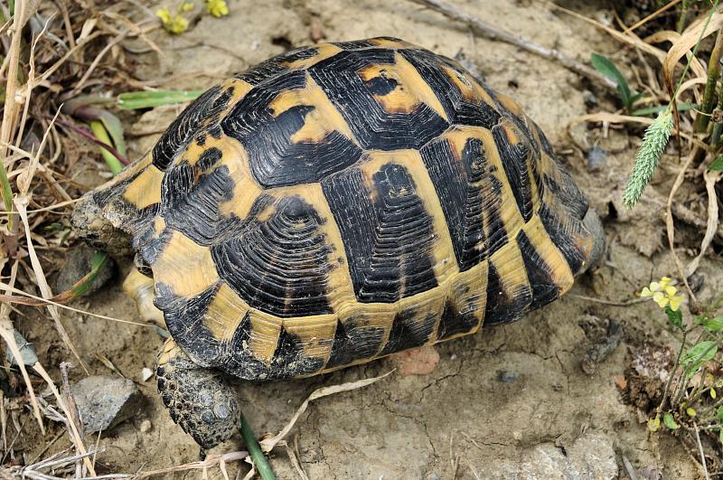 Testudo graeca