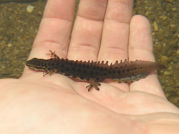 Lissotriton vulgaris