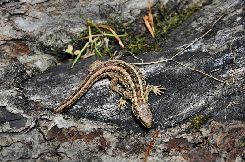Lacerta agilis
