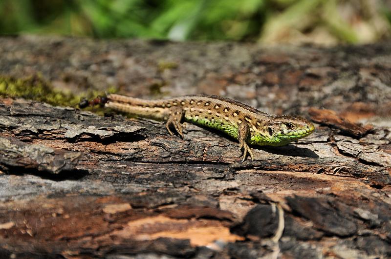 Lacerta agilis