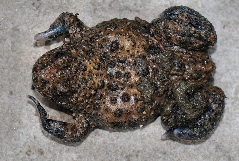 Bombina variegata