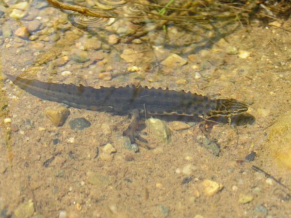 Lissotriton vulgaris