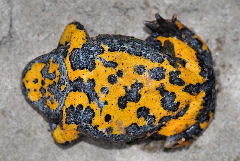 Bombina variegata