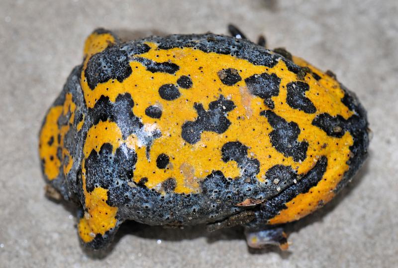 Bombina variegata