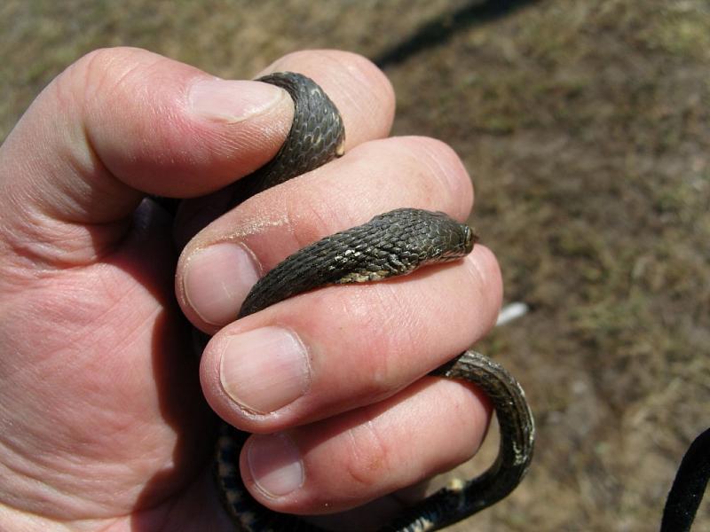 Natrix tessellata