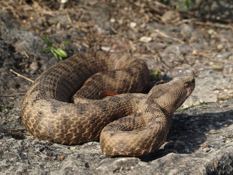 Vipera ammodytes