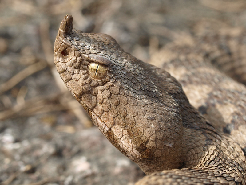 Vipera ammodytes