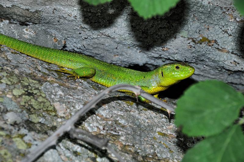 Lacerta trilineata