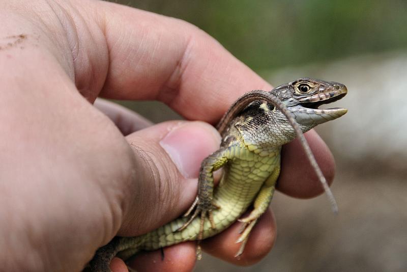 Lacerta viridis