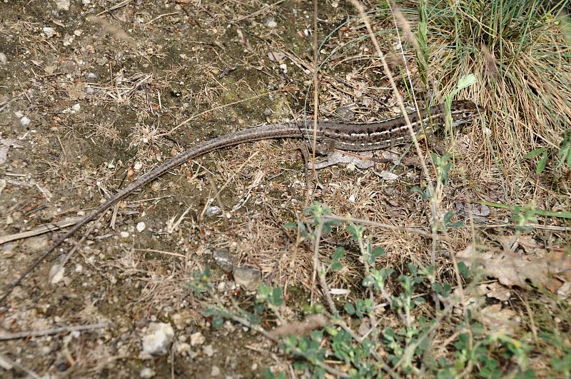 Lacerta viridis