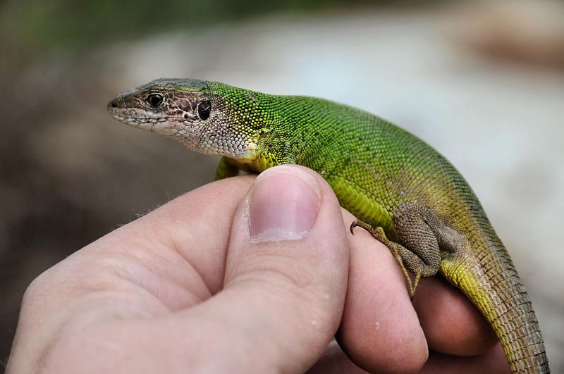 Lacerta viridis