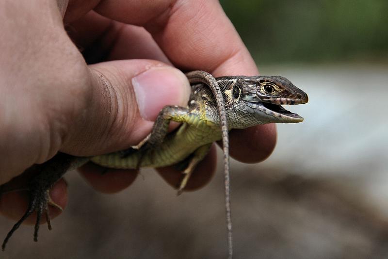 Lacerta viridis