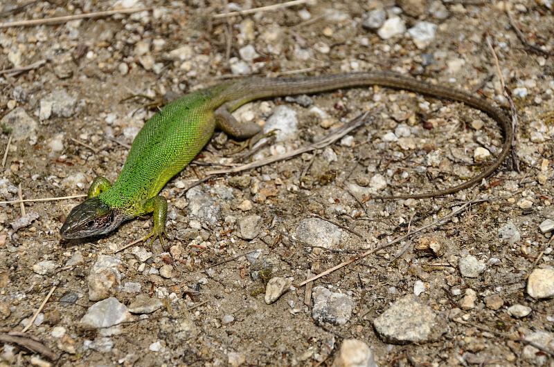 Lacerta viridis