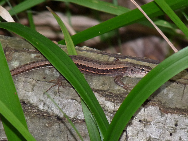 Darevskia praticola