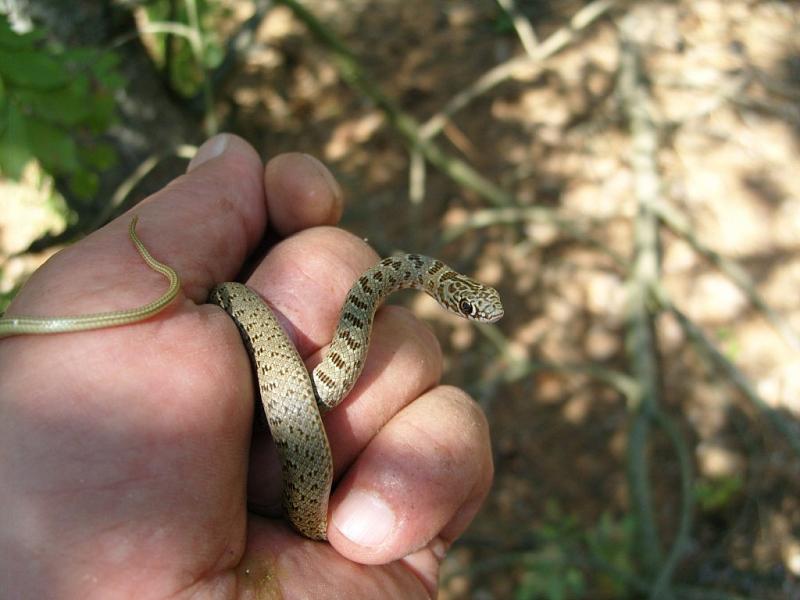 Dolichophis caspius