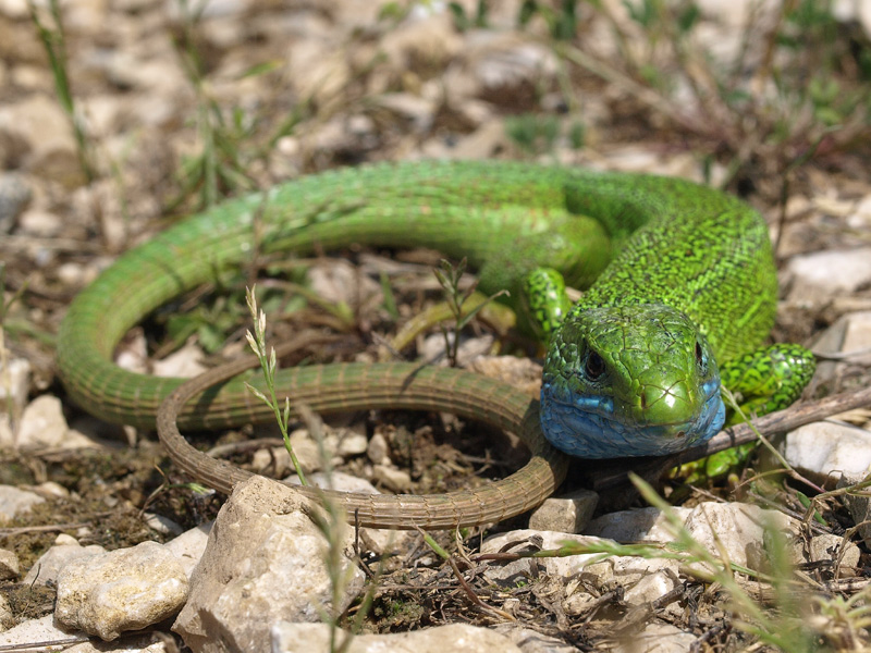 Lacerta viridis