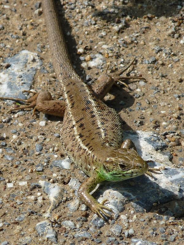 Lacerta viridis