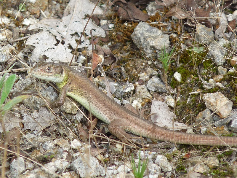 Lacerta viridis