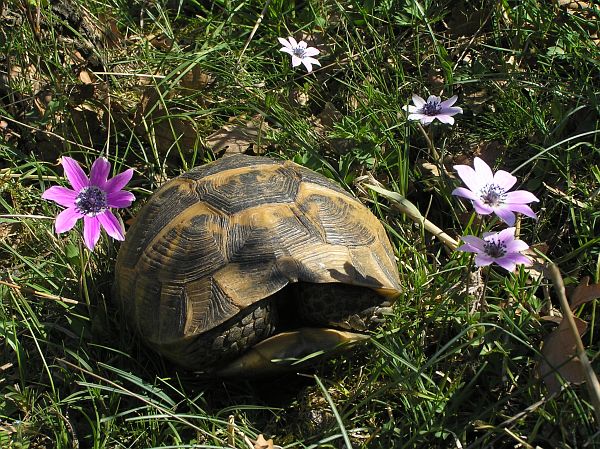 Testudo graeca