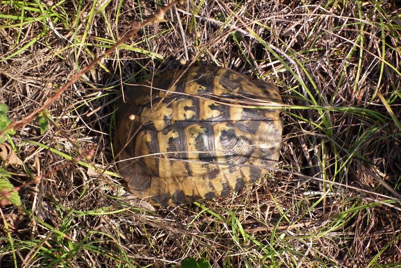 Testudo hermanni