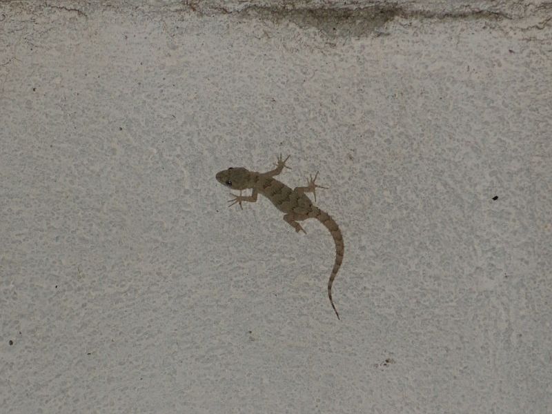 Mediodactylus kotschyi