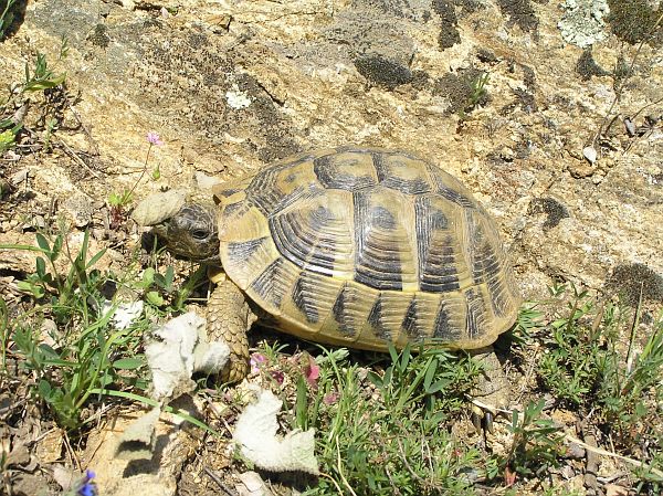 Testudo hermanni Testudo hermanni