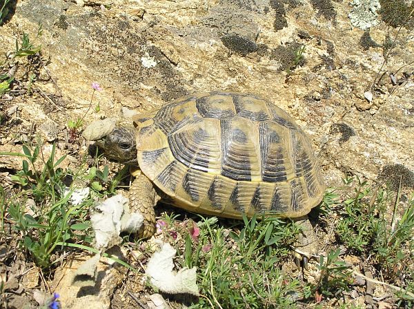 Testudo hermanni