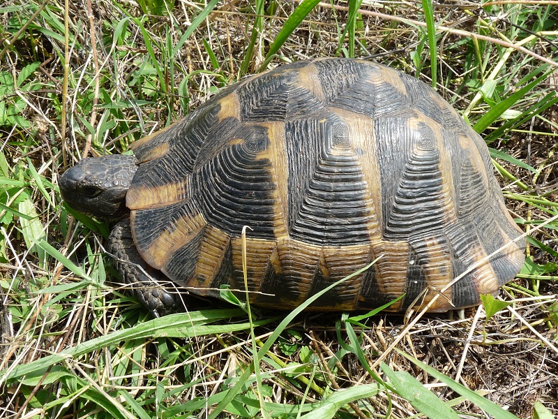 Testudo graeca